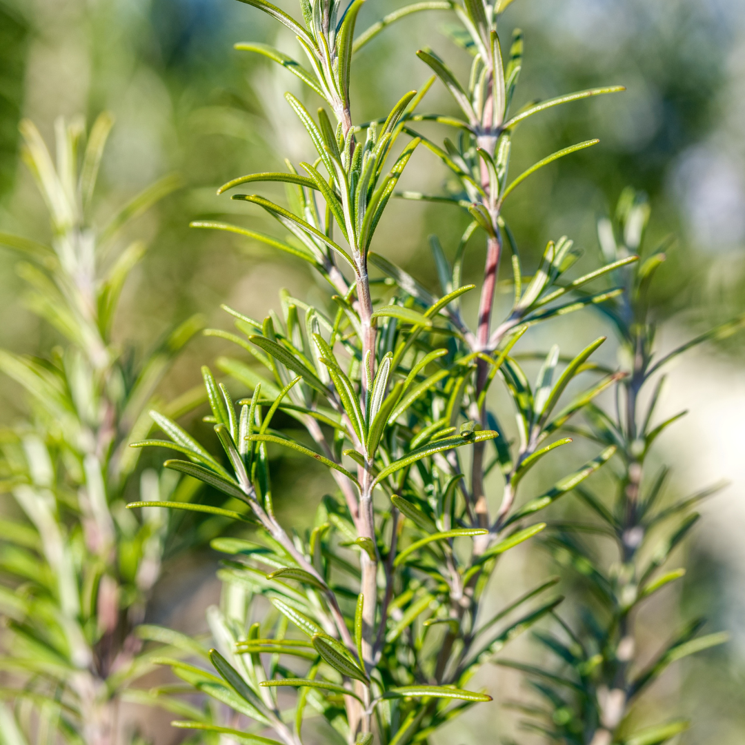 Fresh Rosemary